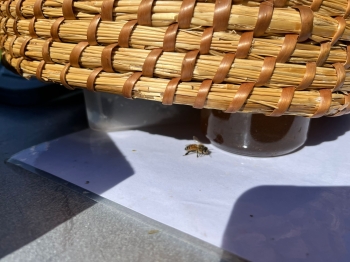 inbound7966056898580166855