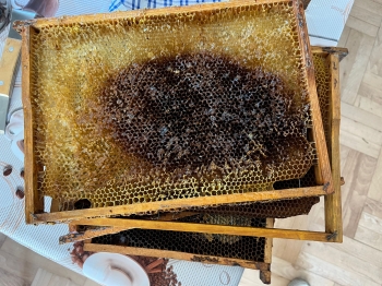 inbound7480752632289253705