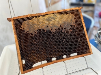 inbound3733161572529469043