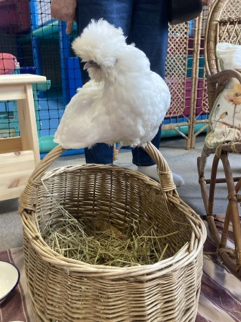 Messenger_creation_11D07862-9BBB-4579-B088-21F6DCCF4349.jpeg