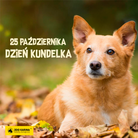 DZIEŃ KUNDELKA 25 PAŹDZIERNIKA